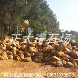 黃蠟石可用于魚(yú)池水池駁岸