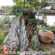出售造型奇特的英德英石、石中樹(shù)